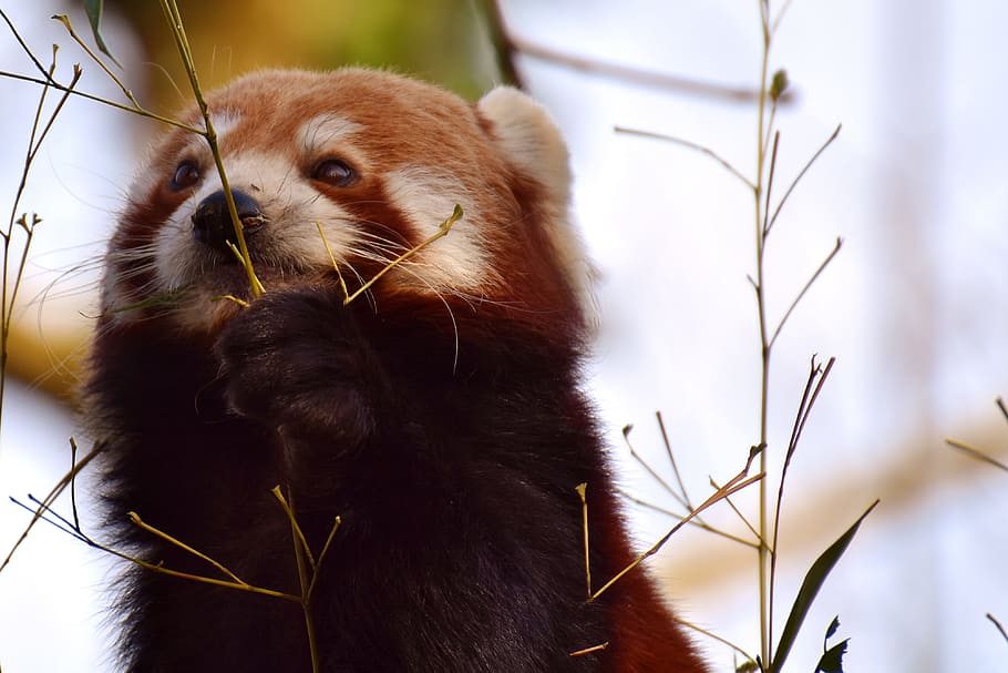 close-up photography of red panda beside green grass, bear cat HD wallpaper