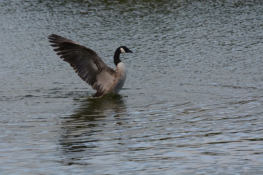 canada, goose, standing, wings, flapping, shallows, water, bird HD wallpaper