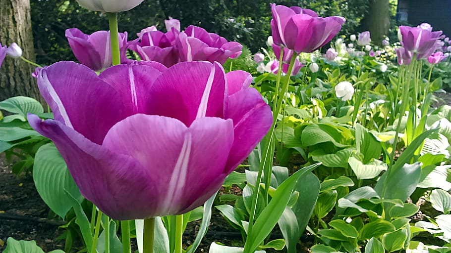 Tulip, Flower, Spring, Cup, Nature, colored, garden, pink color HD wallpaper
