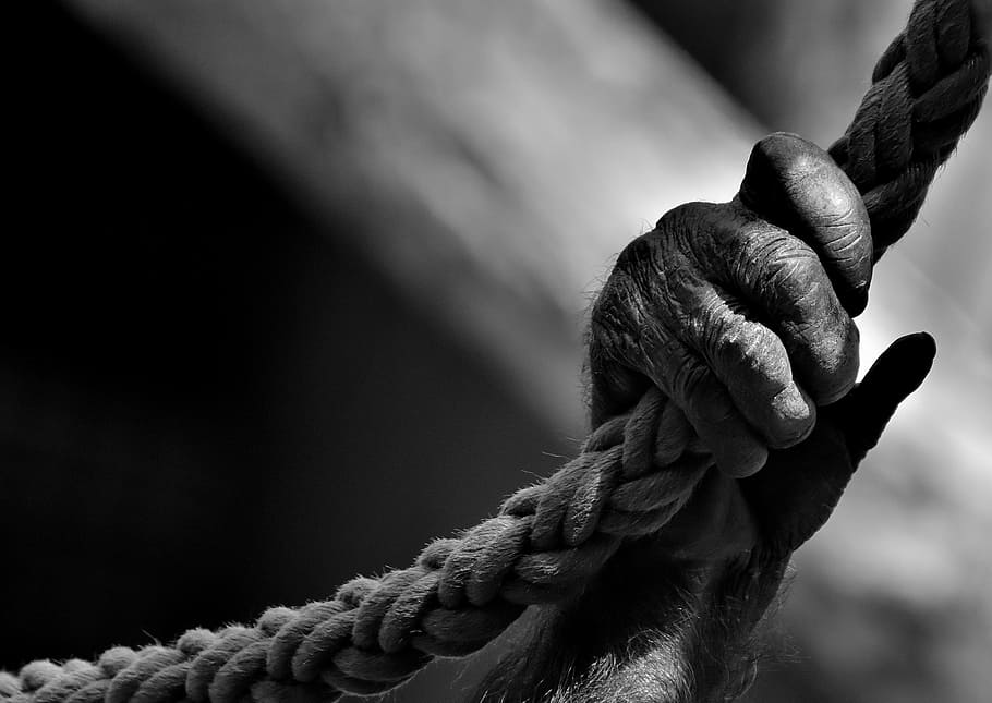 grayscale photography of monkey's hand holding rope, chimpanzee