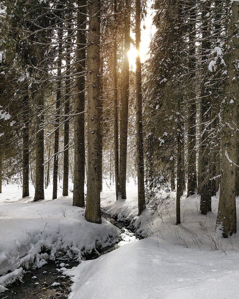 photography of trees in woods, sunrise during snowy weather, woodland HD wallpaper