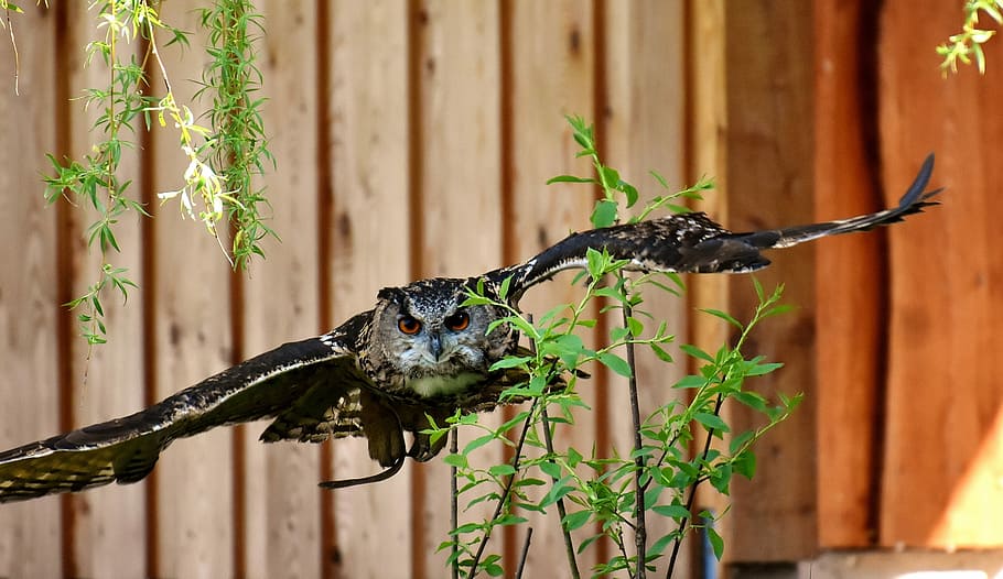 black and gray owl flying beside leafed plant, bird, feather HD wallpaper