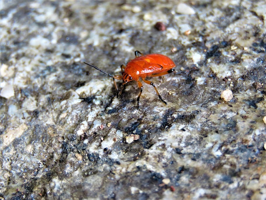 bug, insect, nature, beetle, stone, outside, fauna, animal themes HD wallpaper