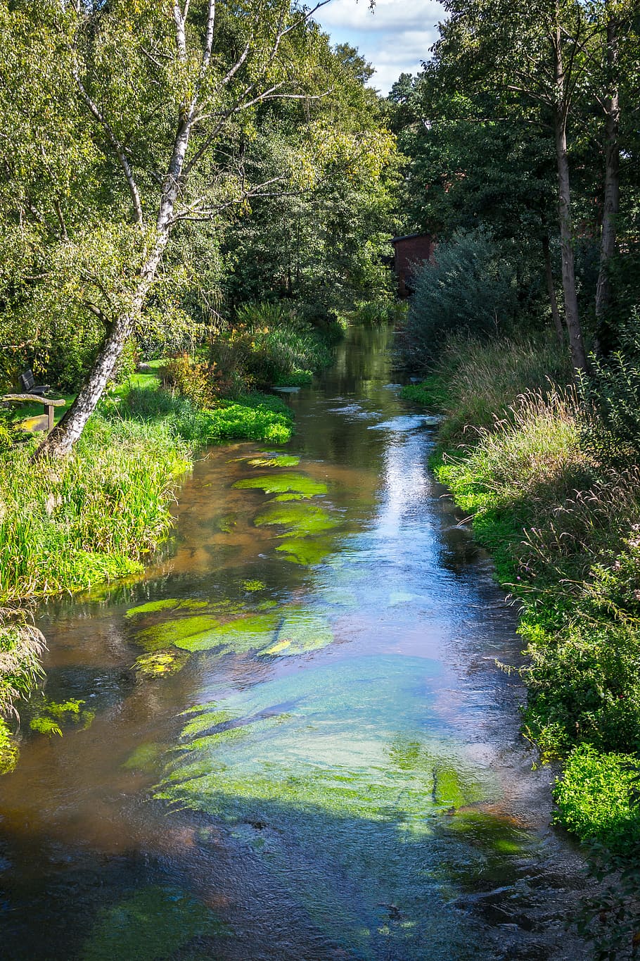 Bach, River, Moss, Water, Waters, Flow, örtze, nature, forest HD wallpaper