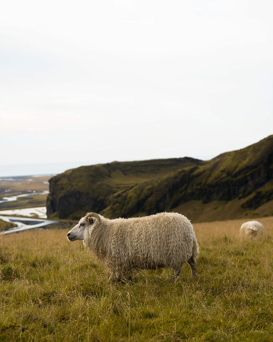 lamb standing on grass field near mountain range, white sheep standing on green grass field during daytime HD wallpaper