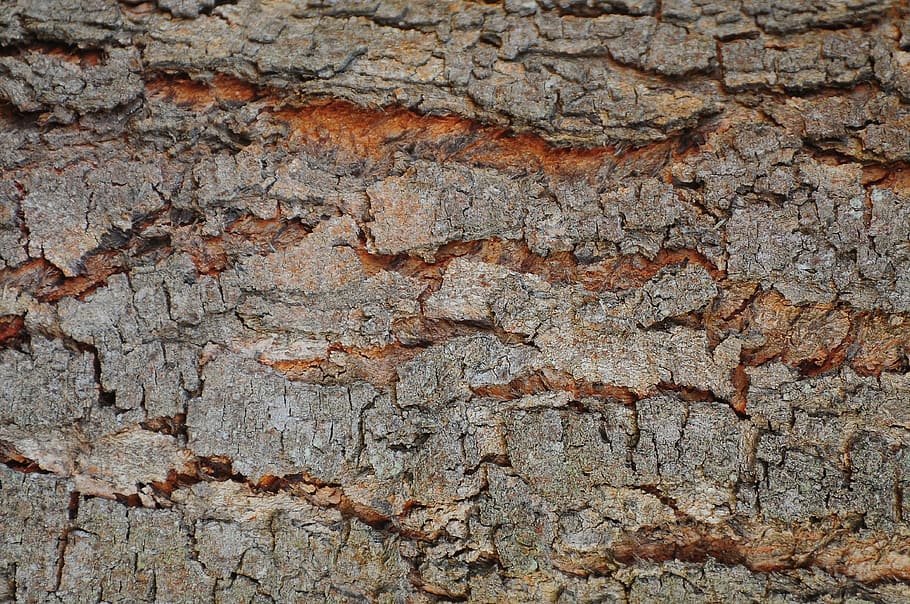 brown tree trunk, background, flying, shell, wood, old tree HD wallpaper