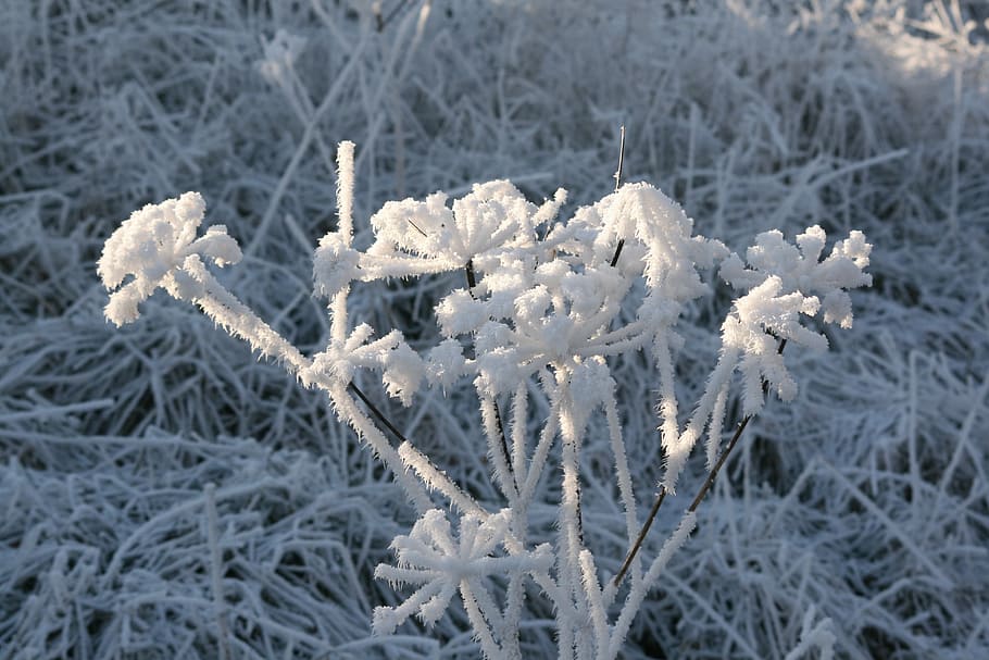 winter, nature, snow, frost, ice, cold - Temperature, frozen HD wallpaper