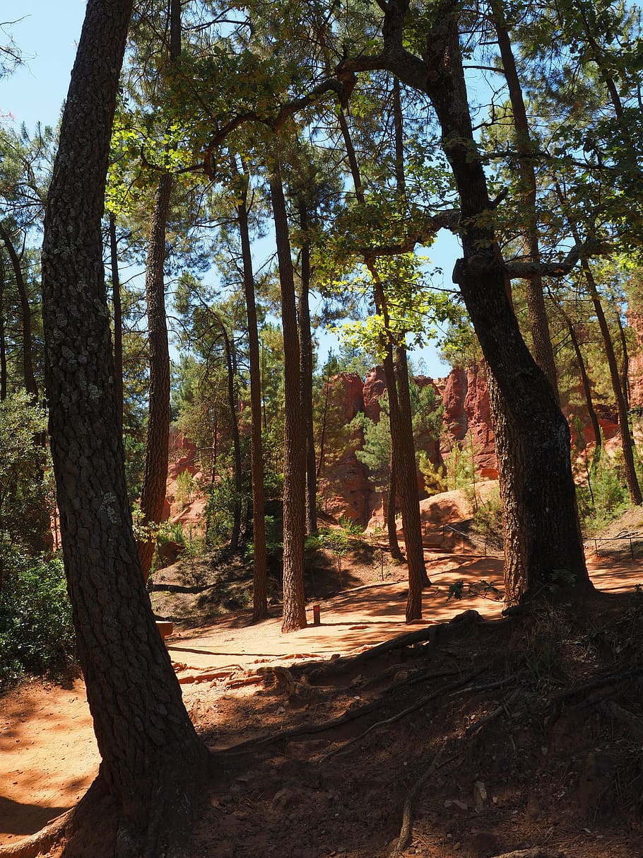 pine forest, ocher rocks, ocher quarry, color, bright, colorful HD wallpaper