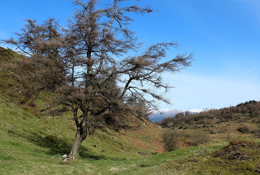 Tree, Mountain, Snow, Spring, Landscape, nature, sky, hill HD wallpaper