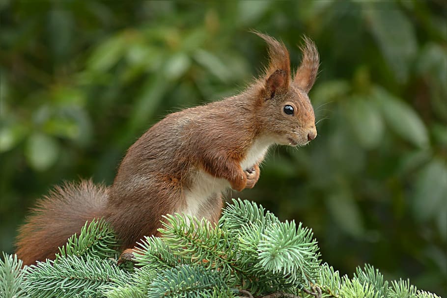 brown squirrel standing on branch, sciurus, rodent, garden, foraging