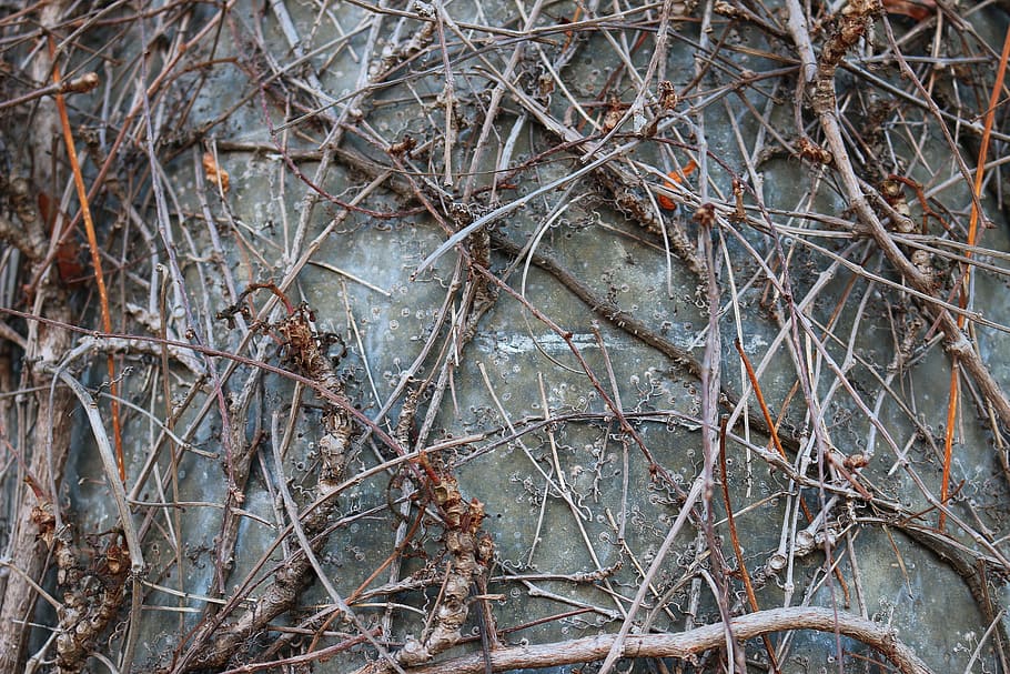 brown twigs placed on wall, branches, braid, aesthetic, plant HD wallpaper