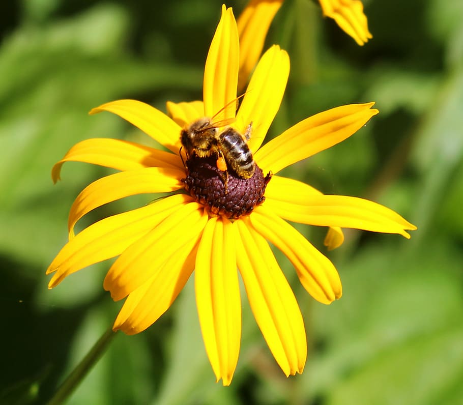 sun hat, bee, nectar, flower, blossom, bloom, yellow, brown HD wallpaper