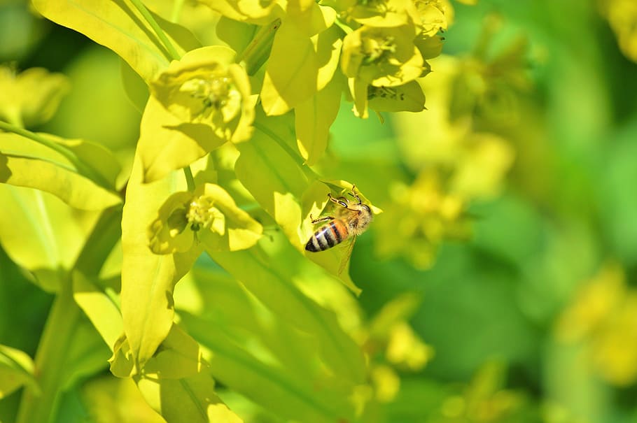 Bee, Insect, Blossom, Bloom, Pollination, pollen, nectar, flower HD wallpaper