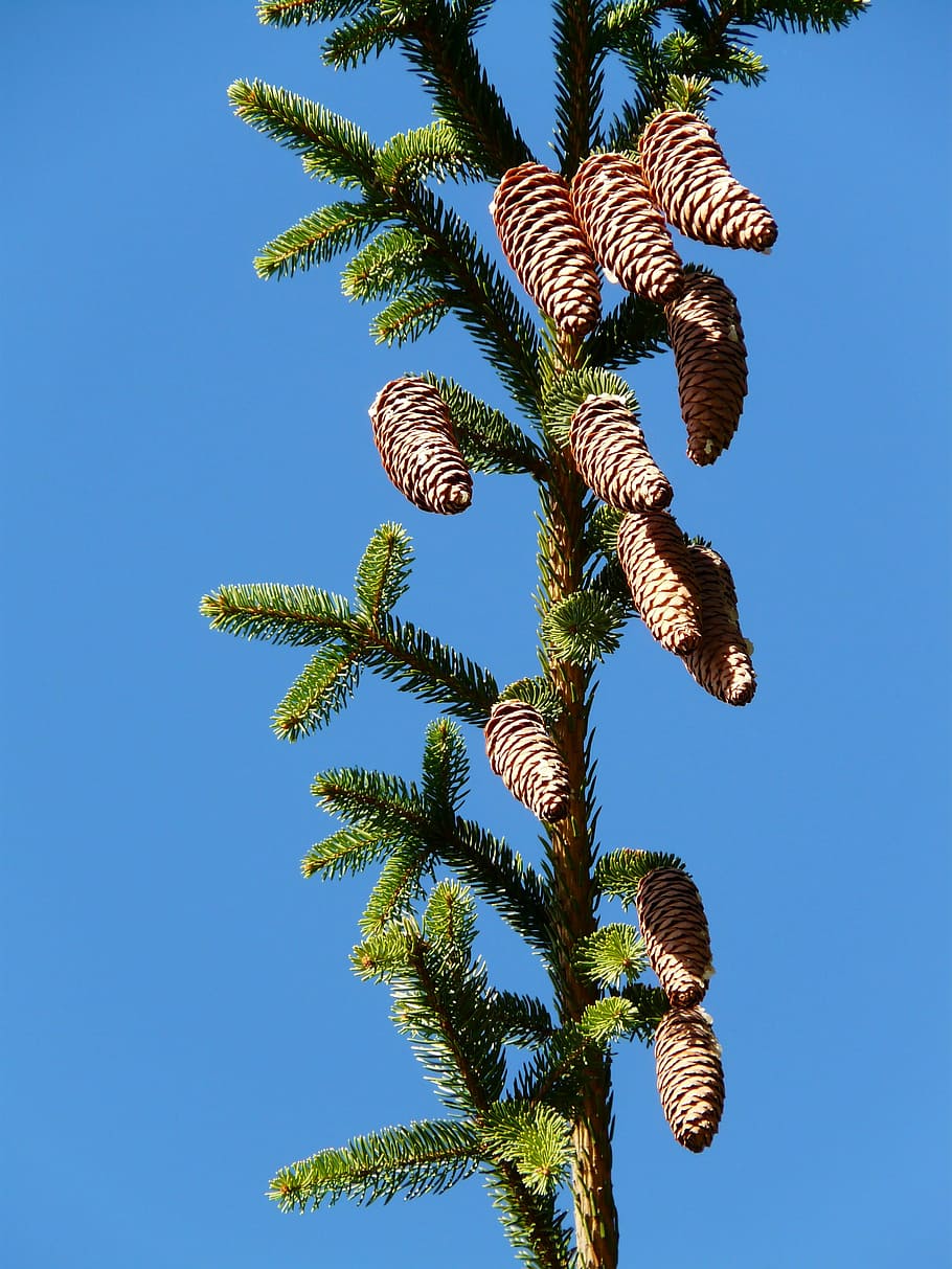 pine cones, tap, tree, conifer, common spruce, picea abies