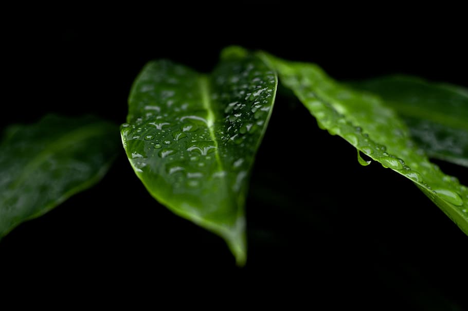 Dew in Green Leaves, background, dark, drops, leafs, moist, raindrops HD wallpaper