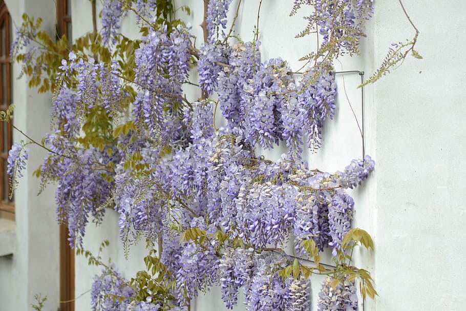 Wisteria, Spring, Flowers, purple, hanging, close-up, no people HD wallpaper