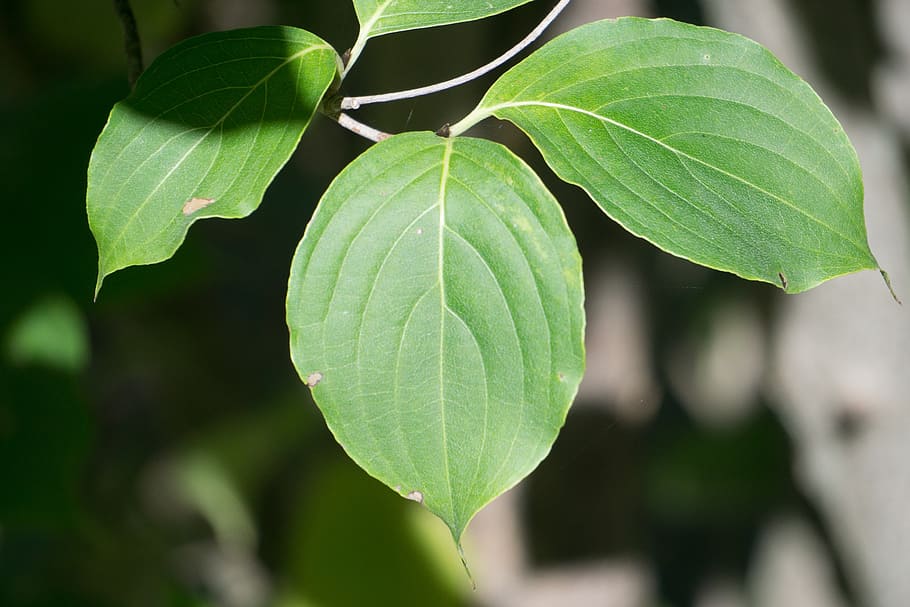 dogwood, leaf, tree, pod, green, plant part, close-up, growth HD wallpaper