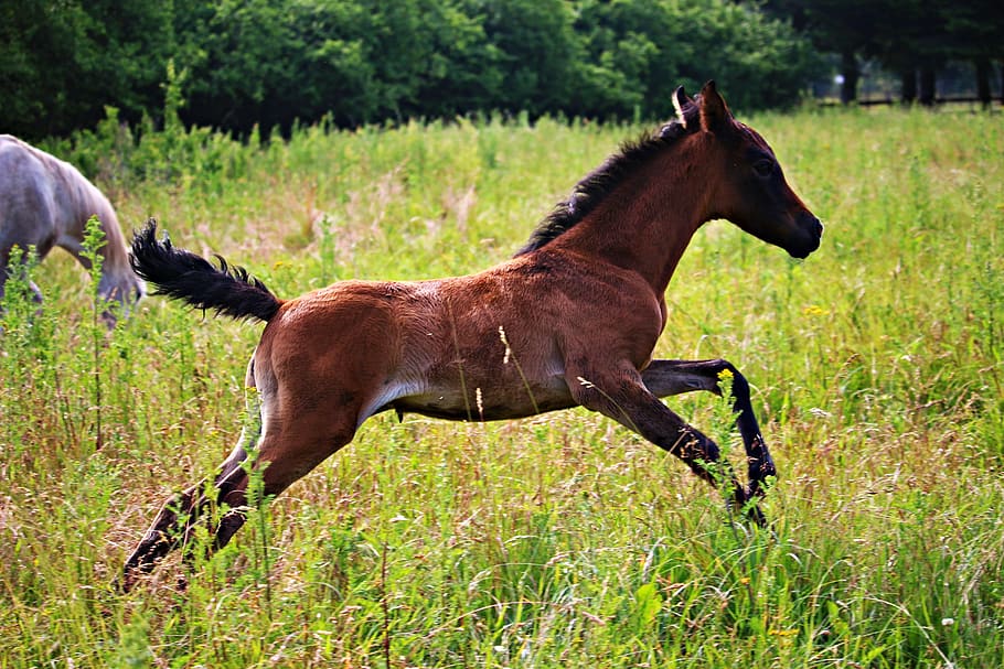 horse, foal, brown mold, thoroughbred arabian, meadow, gallop, HD wallpaper