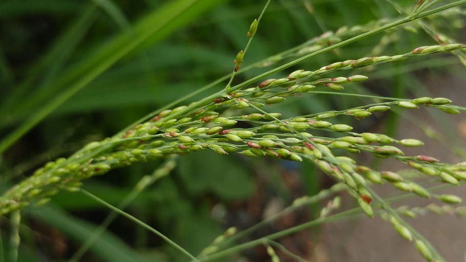 grass, seeds, meadow, flora, agriculture, nature, environment HD wallpaper