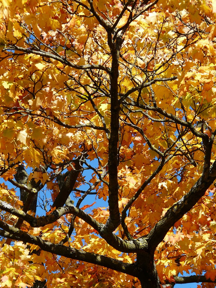 branches, crotch, aesthetic, autumn, colorful, gaudy, contrast, HD wallpaper