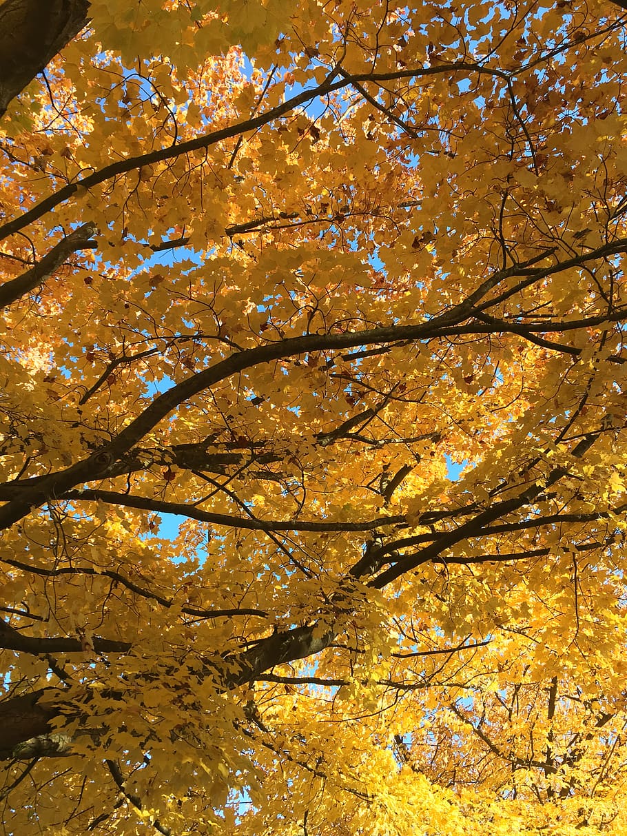 fall, tree, season, maple, leaf, autumn, plant, branch, low angle view HD wallpaper