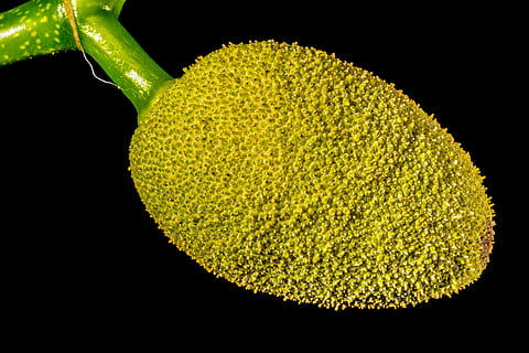 Jack, Young, Jackfruit, Jack Fruit, young jackfruit, tropical HD wallpaper