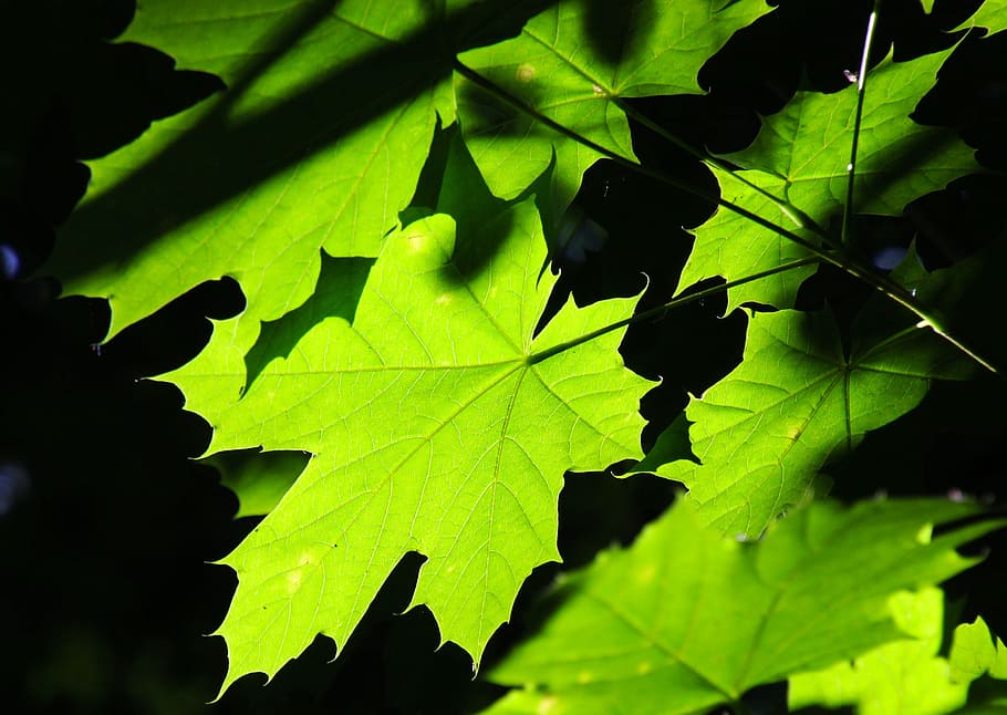 green leaf plant, green leaves, wood, nature, tree, foliage, summer