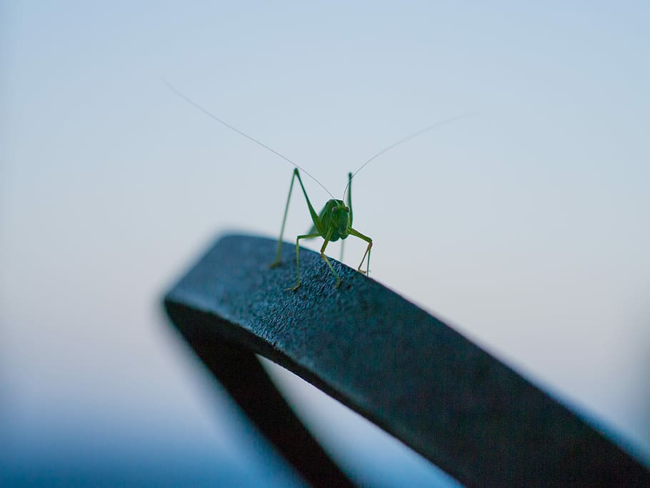 green grasshopper on black metal frame, grasshopper on black metal HD wallpaper