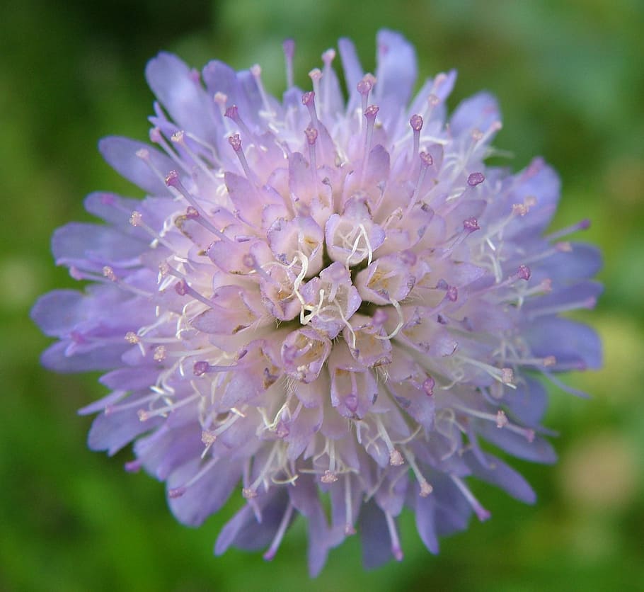 flower, beautiful, symmetrical, many, petals, purple, light HD wallpaper