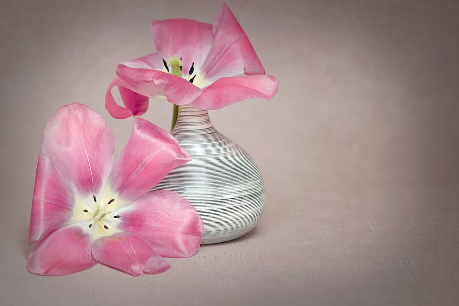 two pink petaled flowers, tulips, dusky pink, petals, stamp, vase