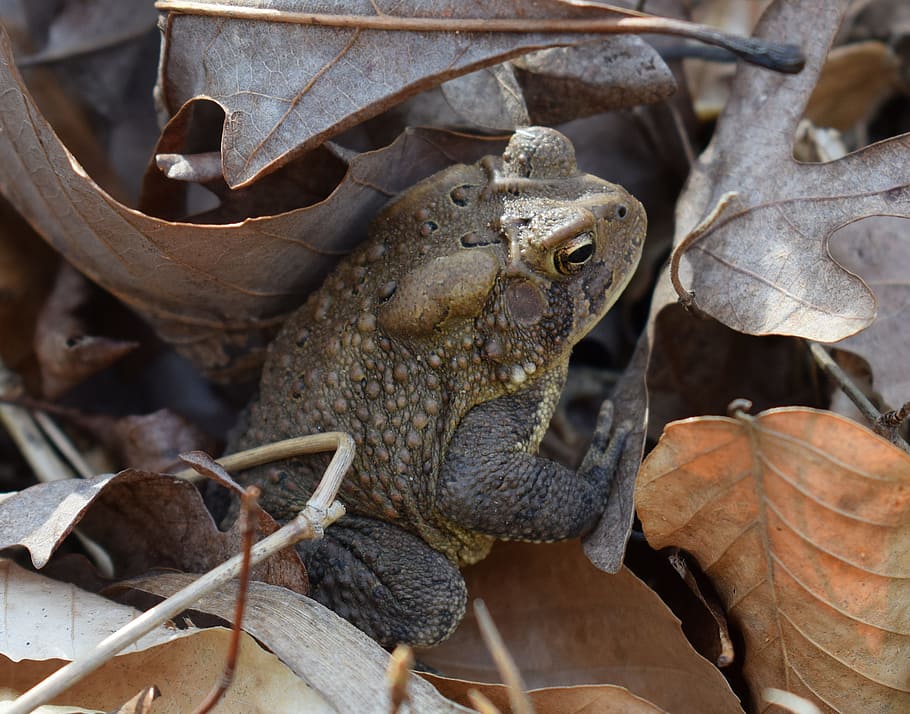 Common Toad, Amphibian, Animal, nature, species, earth, outside HD wallpaper