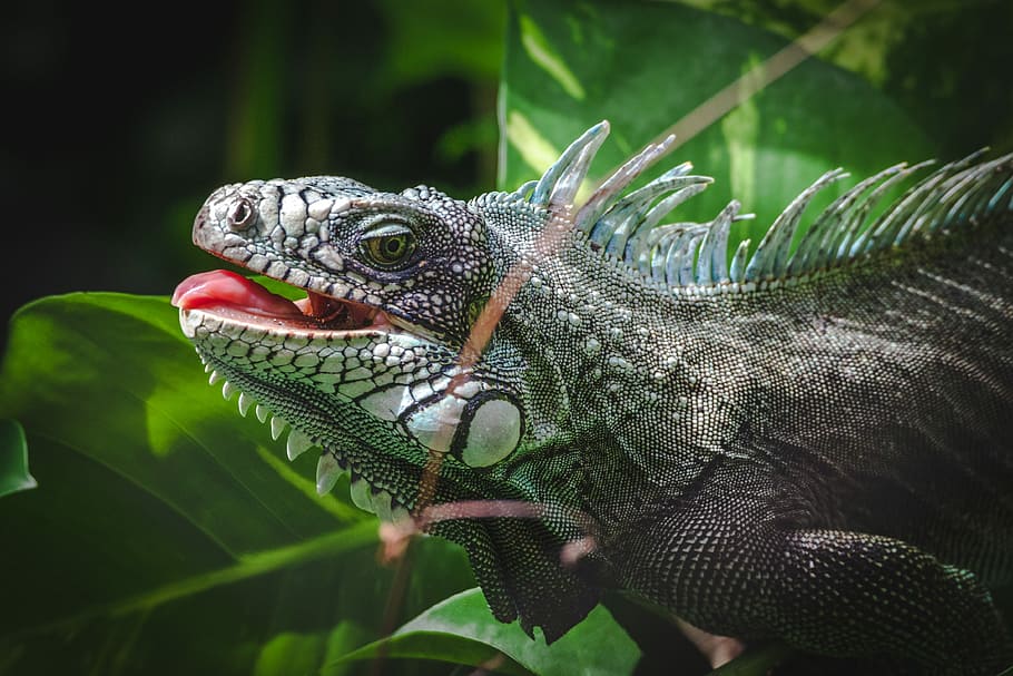 gray bearded dragon, closeup photo of gray reptile near plant HD wallpaper