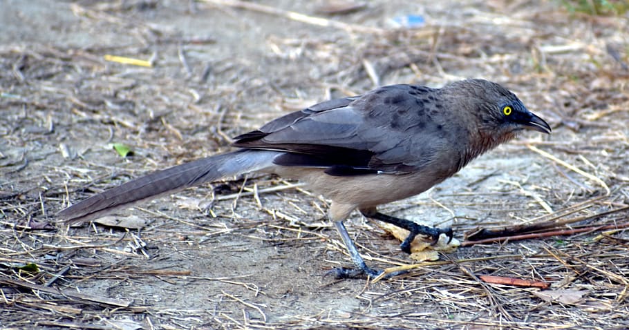 chestnut-tailed starling, malabar starling, green eyed, bird