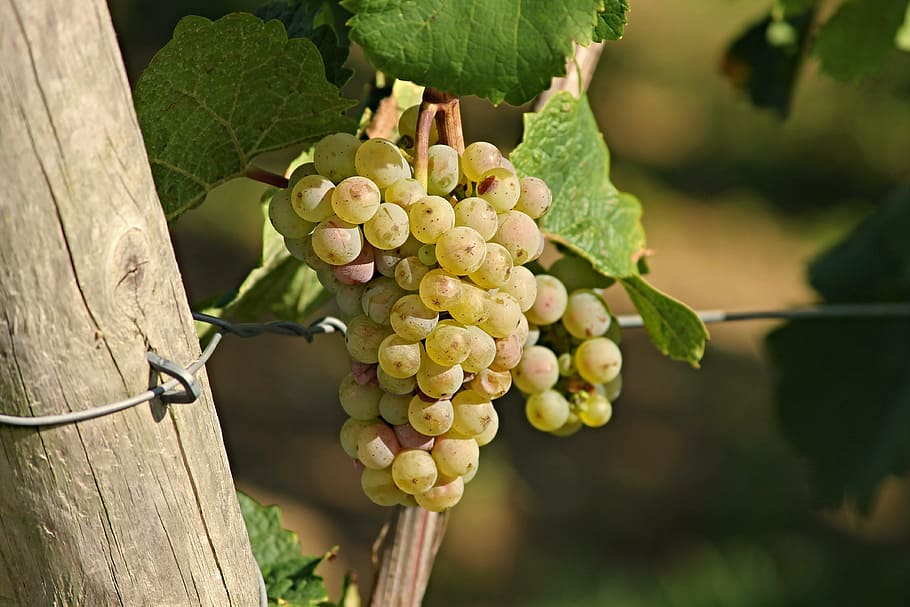 selective focus photography of white grapes, wine, rebstock, fruit, HD wallpaper