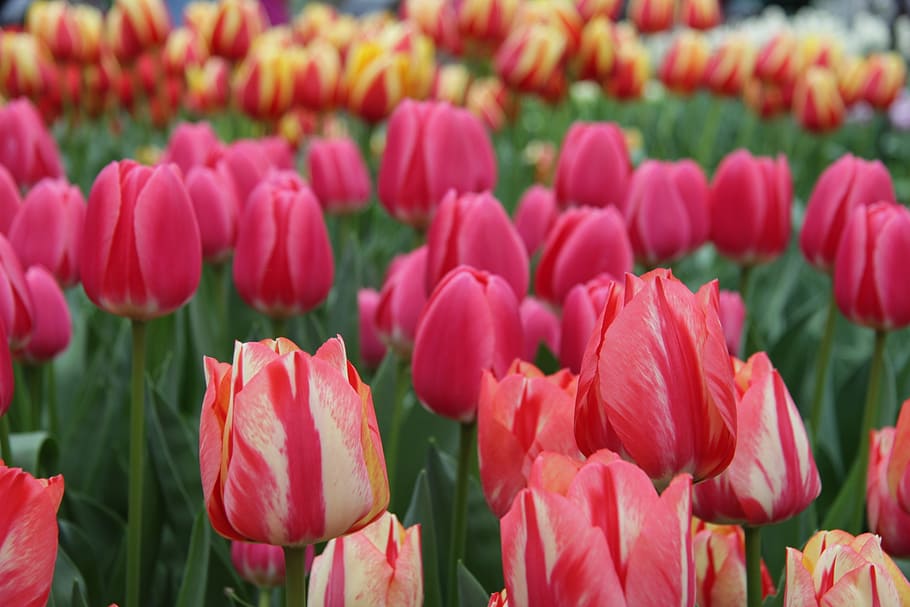 tulips, keukenhof, lisse, netherlands, nature, springtime, flower, HD wallpaper