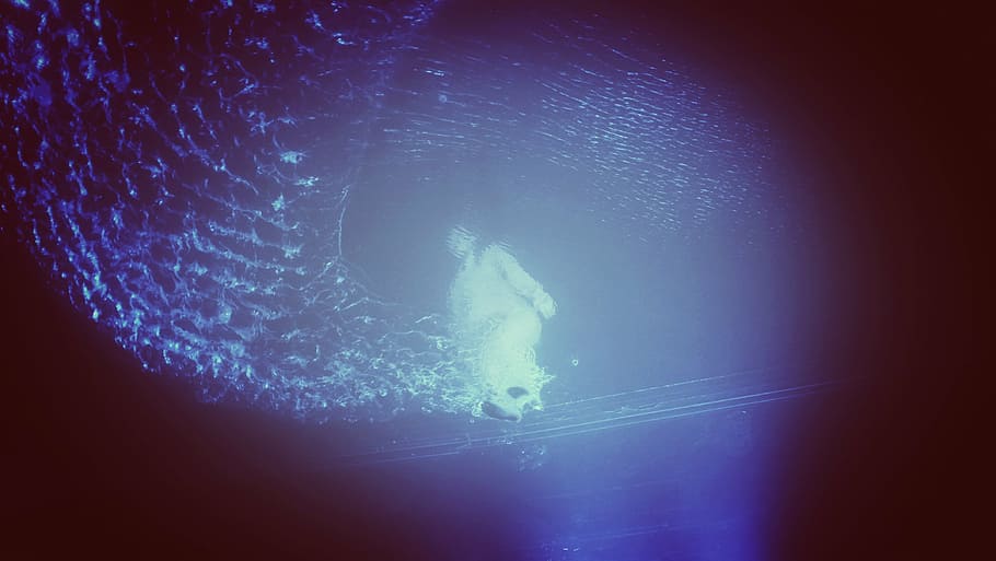 feeling, swimming, water, underwater, sea, undersea, adventure HD wallpaper