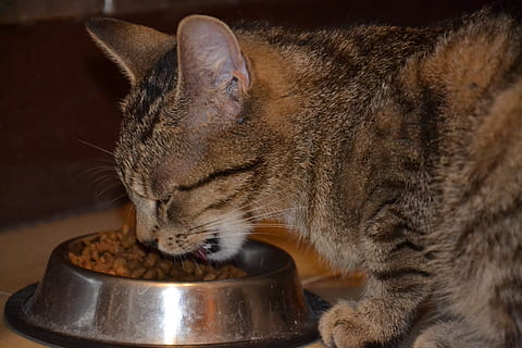 gray tabby cat eating cat food on stainless steel pet bowl HD wallpaper