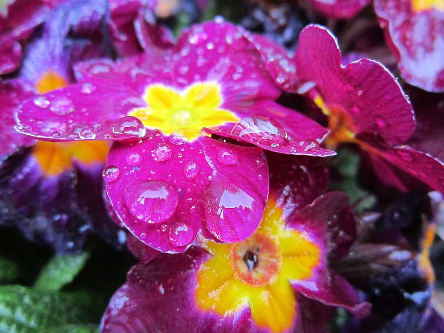 Primrose, Flower, Pink, Small, flowers, close, rain, water HD wallpaper