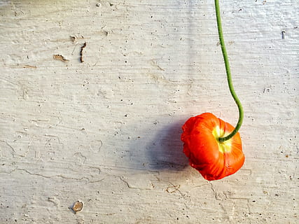 red poppy flower on gray surface, wall, paint, orange, green HD wallpaper