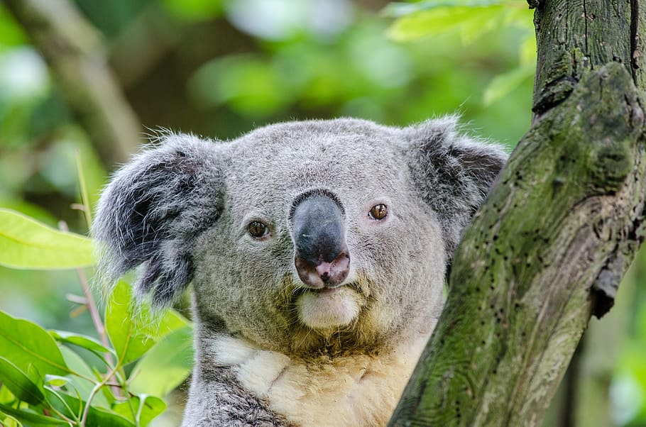 gray koala, bear, tree, face, head, sitting, perched, portrait HD wallpaper