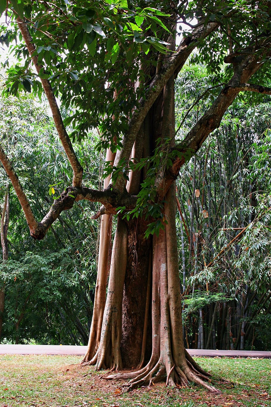Green Tree, bamboo, bark, branch, environment, forest, growth HD wallpaper