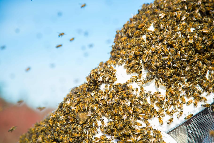 selective focus photography of group of bees, swarm of bees, hive HD wallpaper