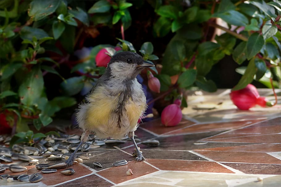Bird, Tit, Parus Major, young, foraging, garden, one animal HD wallpaper
