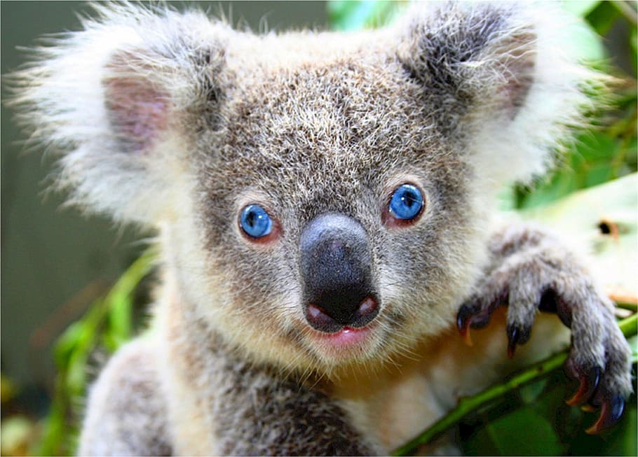 selective focus of Koala bear, cute, gray, blue eyes, unique