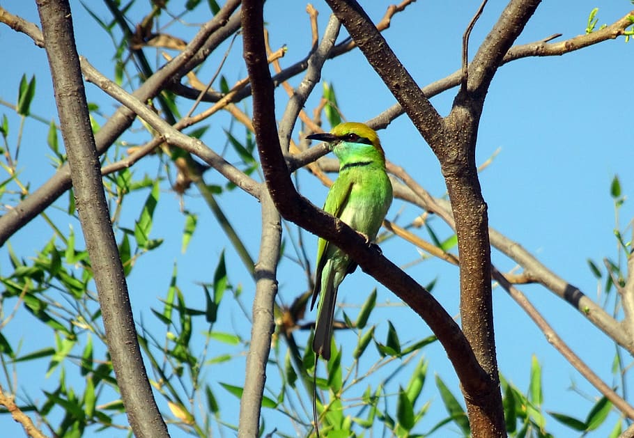 Bird, Green Bee-Eater, Merops Orientalis, little green bee-eater, HD wallpaper