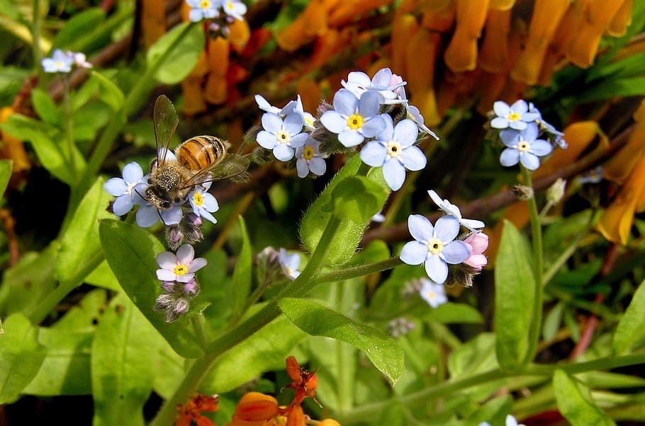 bee, pollen, flowers, nature, flowering plant, beauty in nature HD wallpaper