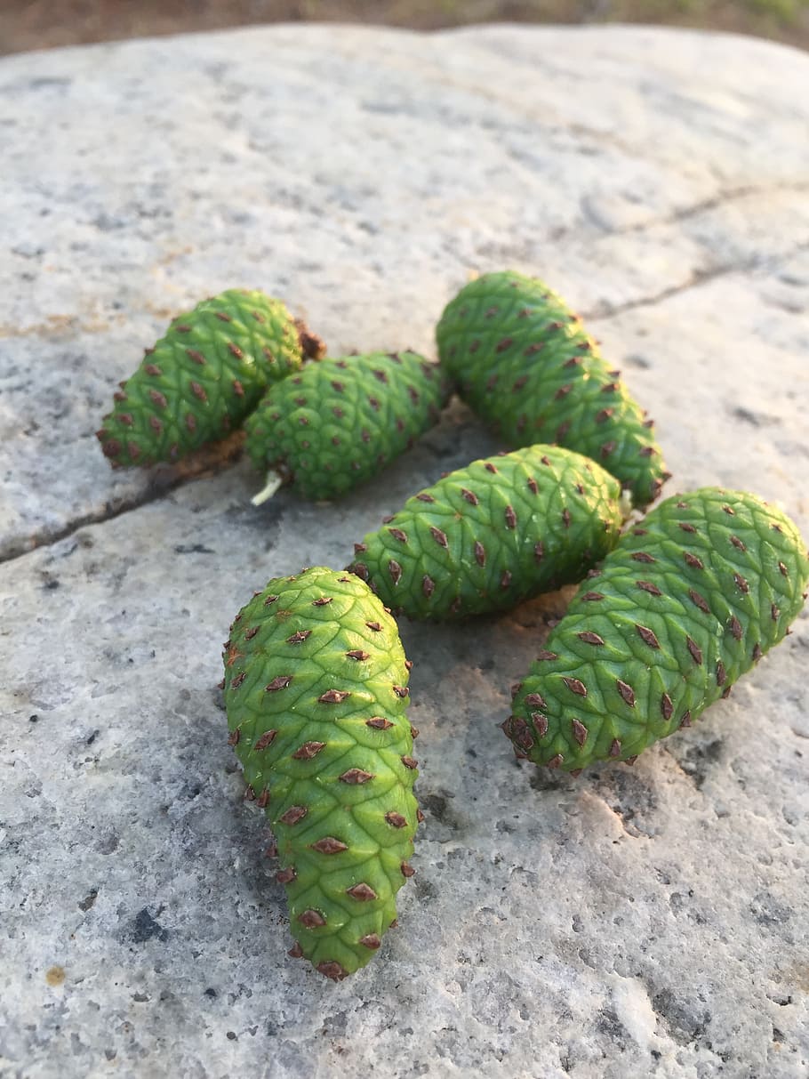 pine cone, healing, nature, green color, no people, close-up HD wallpaper