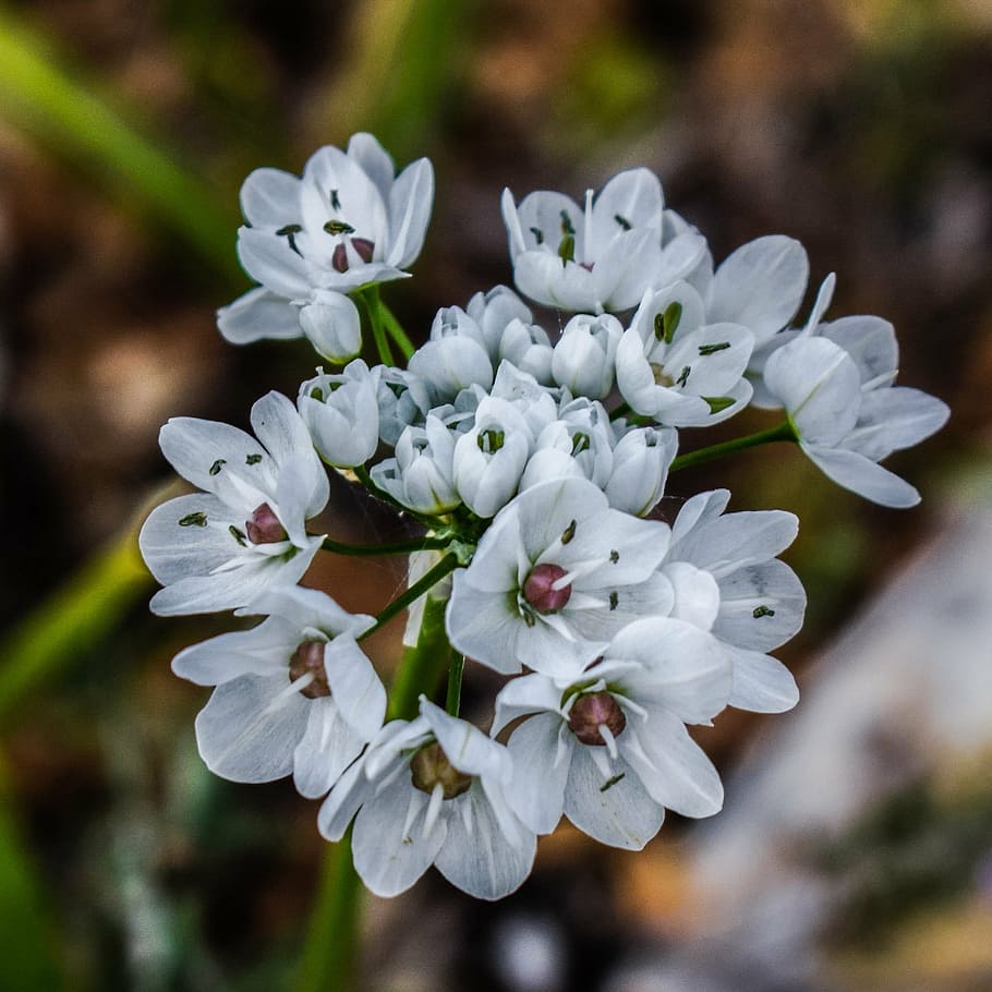 wildflower, white, nature, spring, bloom, petal, blossom, blooming HD wallpaper