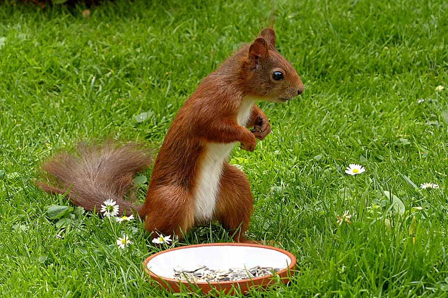 squirrel standing near plate, sciurus vulgaris major, mammal