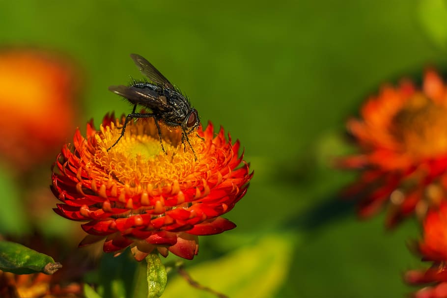 fly, flower, pollen, arthropod, meadow, nature, insect, plant HD wallpaper